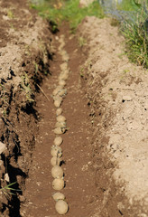 Row of Seed Potatoes.