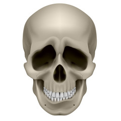 Human Skull