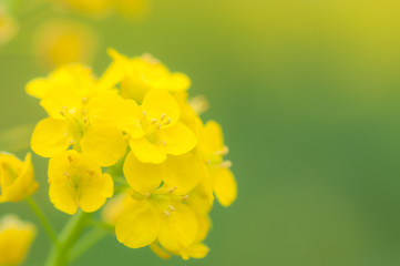 菜の花のマクロ