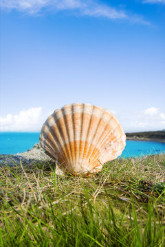 Jakobsmuschel am Meer