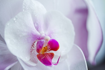 Orchid isolated against a pink background