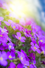 Fototapeta na wymiar Beautiful violets flowers in the garden