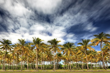 Cocoteraie de Saint-Paul, La Réunion.