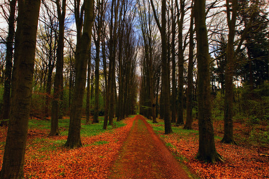 Morning Autumn woods