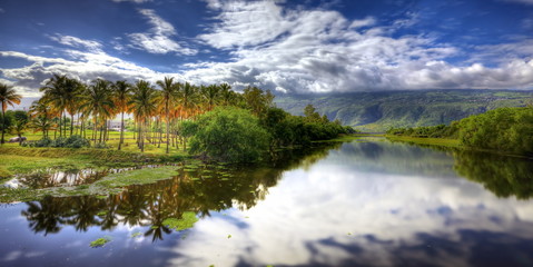 Cocoteraie aux abords de l'étang St-Paul, La Réunion. - 40990517