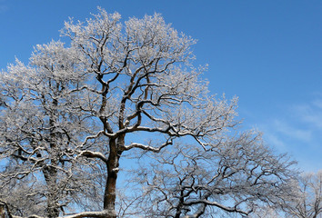 Fototapeta premium Bäume im Winter