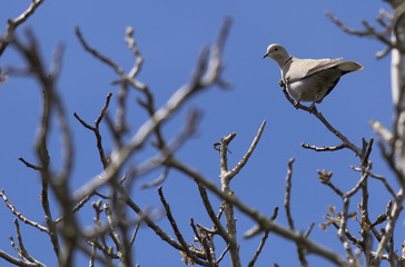 turtle dove on a branch