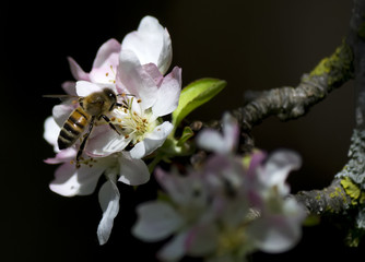 bee on apple flower