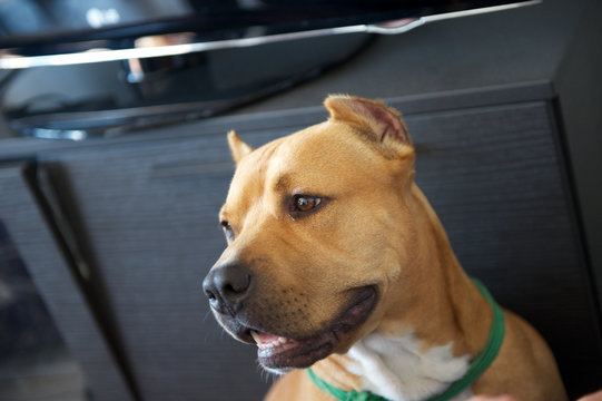 pitbull