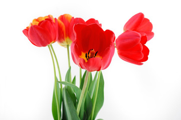 flowers, tulips, isolation