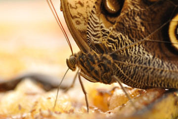 Butterfly on banana feeding himself