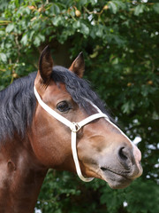 Welsh Stallion Head Shot