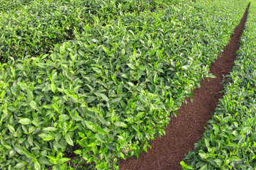 Green Tea Path