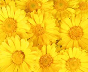 yellow  flowers