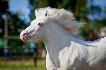 Obraz na płótnie Canvas White horse pony runs gallop in pasture at summer