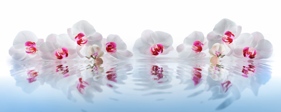 Orchideen im Wasser