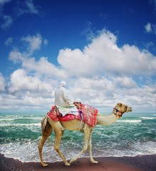 Fototapeta premium Camel on Jumeirah Beach.