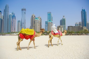 Obraz premium Dubai Camel na tle krajobrazu miasta, Zjednoczone Emiraty Arabskie