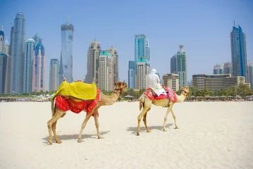 Gartenposter Dubai Camel auf dem Stadtbild Hintergrund, Vereinigte Arabische Emirate © arti om