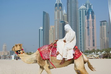Camel on Beach in Dubai at the urban background