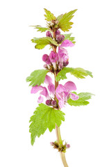 Purple Dead-nettle Lamium purpureum wildflower plant over white