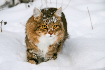 кошка  зимой