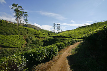Fototapeta na wymiar Munnar, Kerala, Indie Południowej