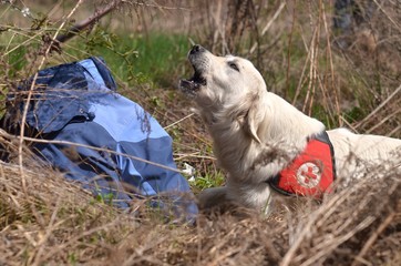 rescue dog