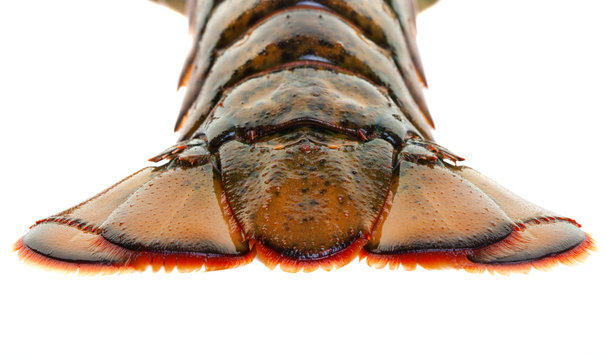 Lobster tail