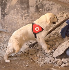 rescue dog