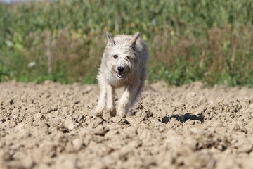 Obraz premium course de face pour le bouvier des Ardennes
