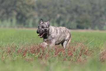 Ardennes cattle dog on the grass
