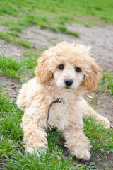 poodle laying on grass