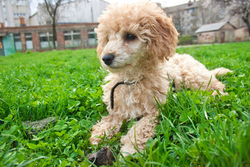 poodle laying on grass