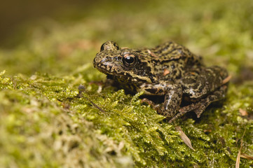 Rana temporaria