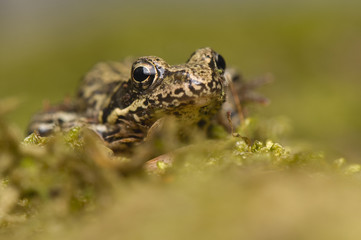 Rana temporaria