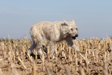 Fototapeta premium bouvier des Ardennes dans le champ de maïs