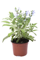 sage in the pot