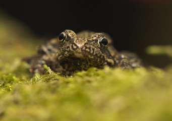 Rana temporaria