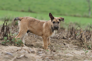 oreilles en berne du bouvier des Ardennes