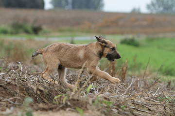 jeune bouvier des Ardennes en course de profil