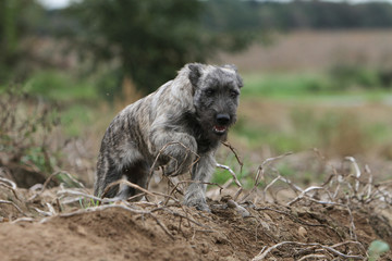 Fototapeta premium courage du bouvier des Ardennes qui court
