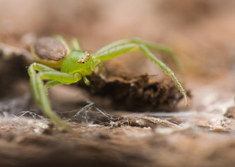 Diaea dorsata