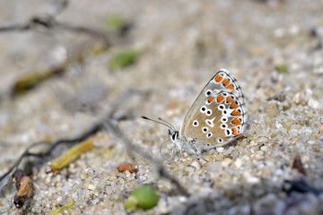 Mariposa posada