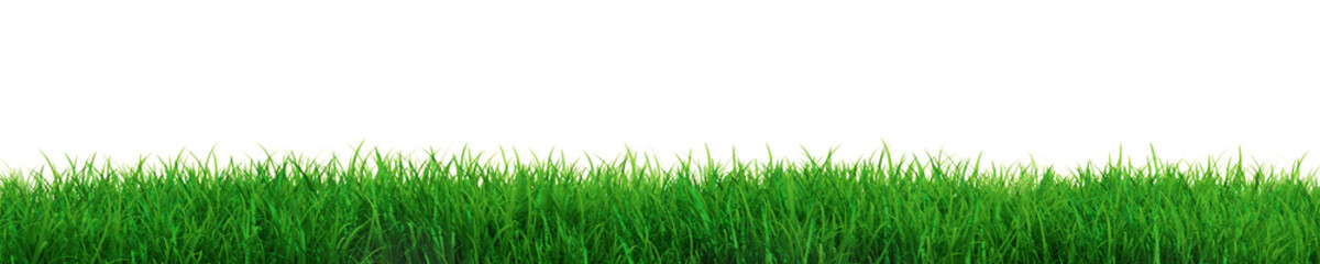 Fresh grass - 40997195