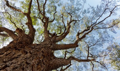 Fototapeta na wymiar huge tree