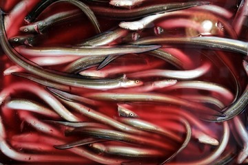 fresh eels