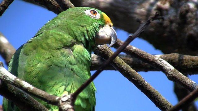 parrot 07