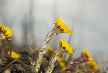 Coltsfoot flowers (Tussilago farfara)