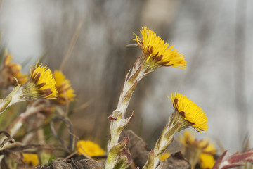 Coltsfoot flowers (Tussilago farfara)
